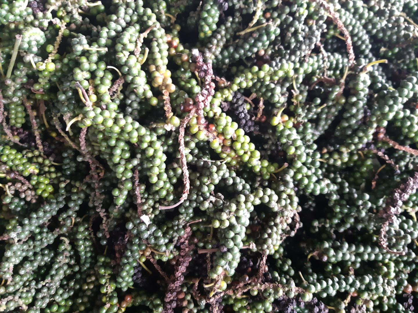 Grappe de poivre frais